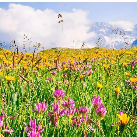 Nube D'argento 세스트리에