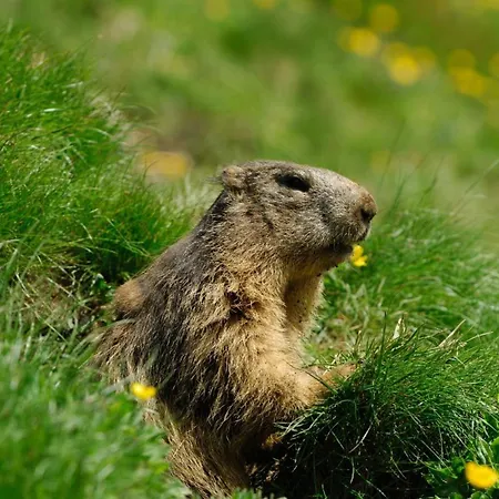 Nube D'argento 3* 세스트리에